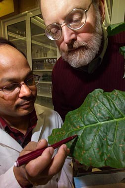BTI researchers Dhirendra Kumar, pointing to infected leaf cells, and Daniel F. Klessig, at right