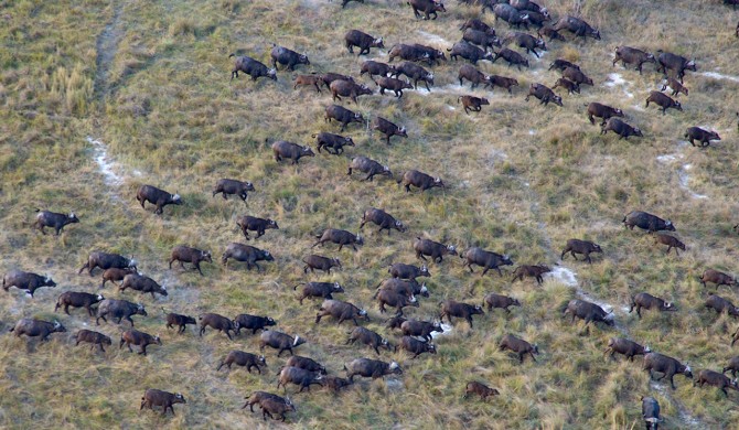 Wild buffalo roam