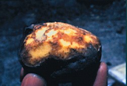 Tuber blight caused by the late blight pathogen