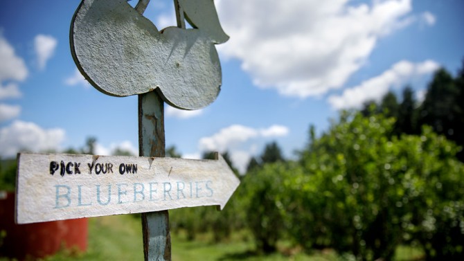 Pick your own blueberry sign