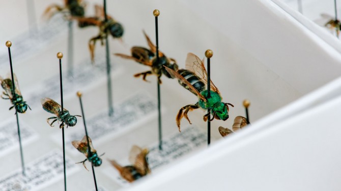 A tray of undetermined species of Halictidae sweat bees.