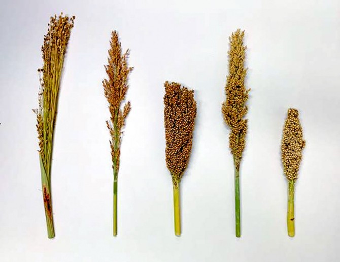 different sorghum races