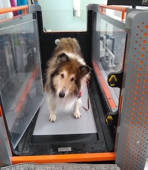 A rough collie stands in an empty water treadmill at Cornell