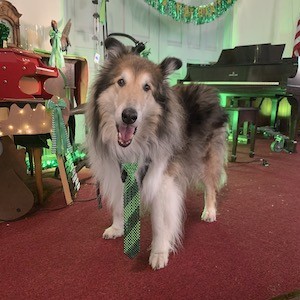 A rough collie standing in a room decorated for St. Patrick's Day
