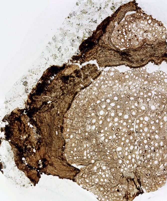 A cross-section of an 18.5 million-year-old fossil of Ampelorhiza heteroxylon.