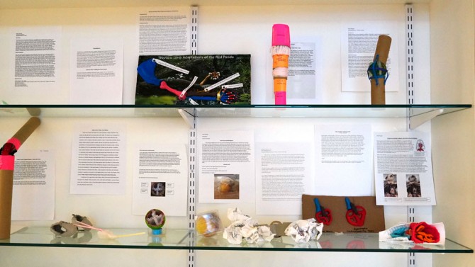 A display case showing several colorful homemade anatomy models, with descriptions printed out behind each of the two rows