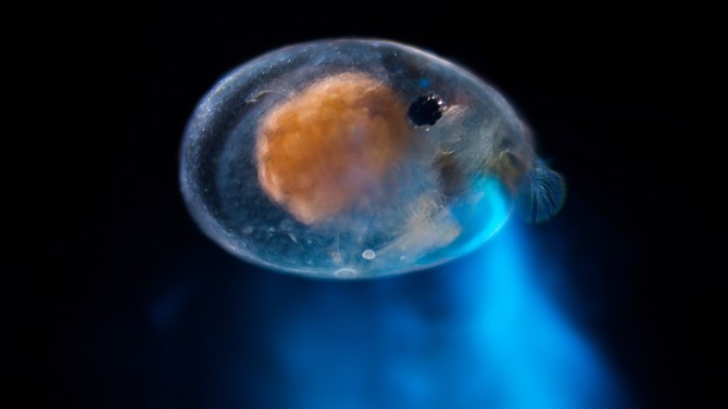 A male ostracod, about the size of a sesame seed, will dance in harmony with other males underwater at night and secrete a glowing mucus to get attention from females.