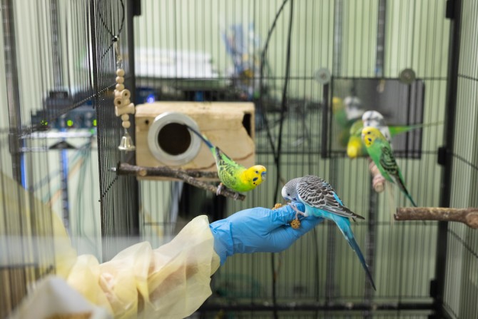 Three colorful parrots cluster around a hand in a blue glove