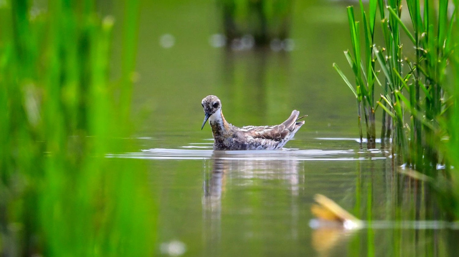 A red-necked phalarope 