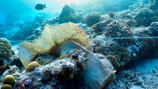 Oceanic plastic trash conveys disease to coral reefs | Cornell Chronicle