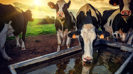 Water troughs are key to toxic E. coli spread in cattle | Cornell Chronicle