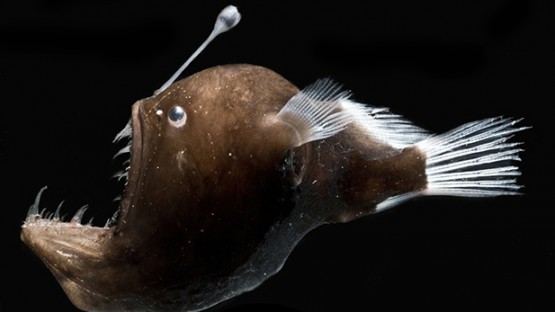 Genetics shed light on symbiosis of anglerfish and glowing bacteria