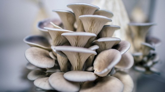 Startup works with Cornell AgriTech on mushroom burger | Cornell Chronicle