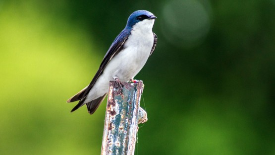 Young tree swallows carry environmental stress into adulthood - Cornell Chronicle