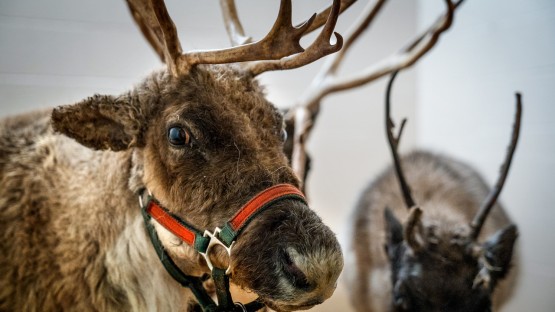 Mother, daughter reindeer back on holiday duty after surgeries