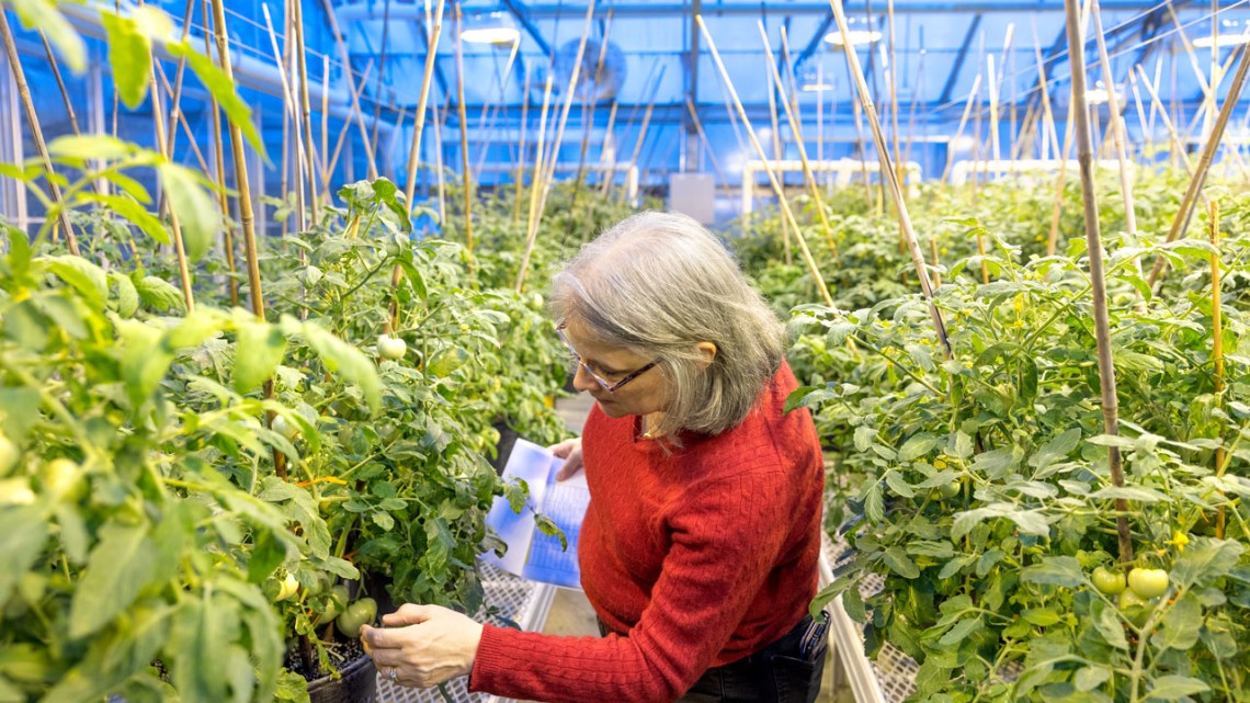 Martha Mutschler-Chu checks tomato plants