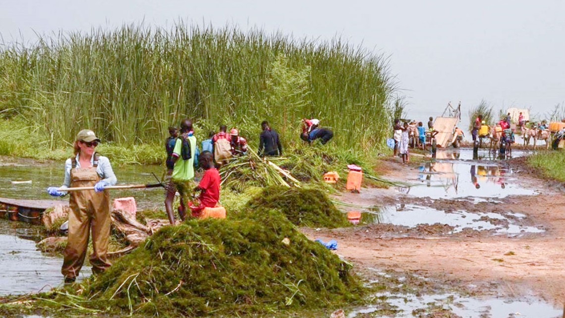 Researchers and community members gather ceratophyllum demersum from a water access point in northern Senegal.