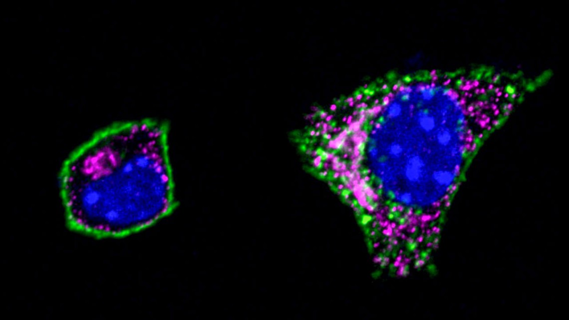 Two multi-colored beta cells