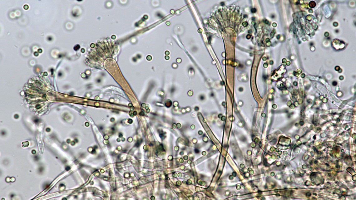 Inspiring Life of Nelson Mandela