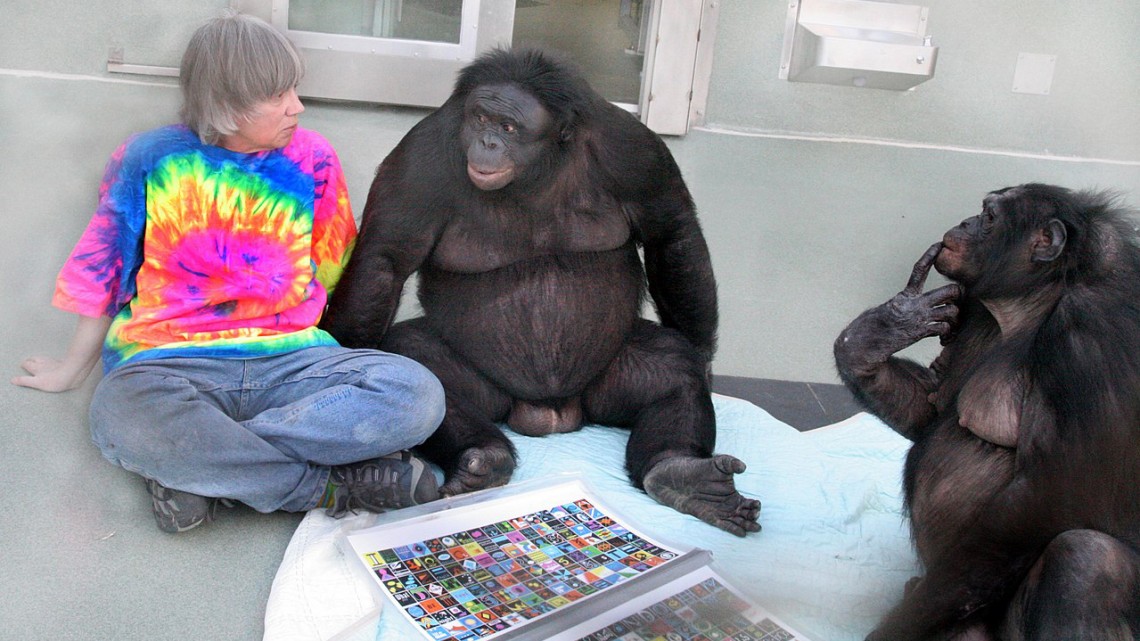 Workshop Explores Ape-human Communication | Cornell Chronicle