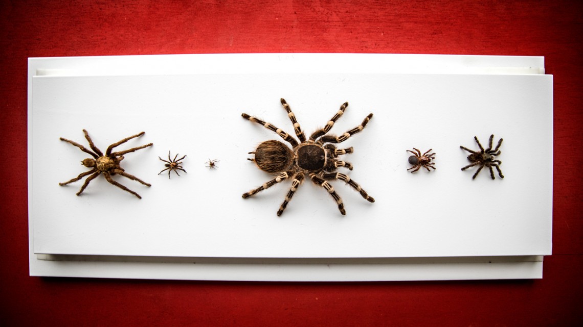 Mounted spiders