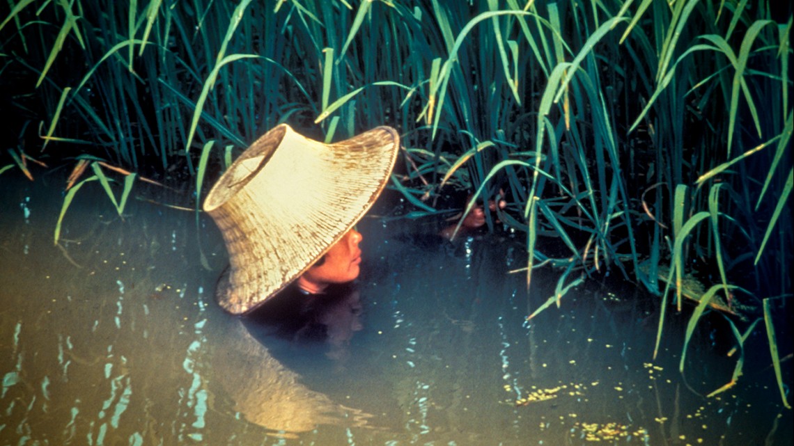 Rice survives long-term floods due to newly discovered ...