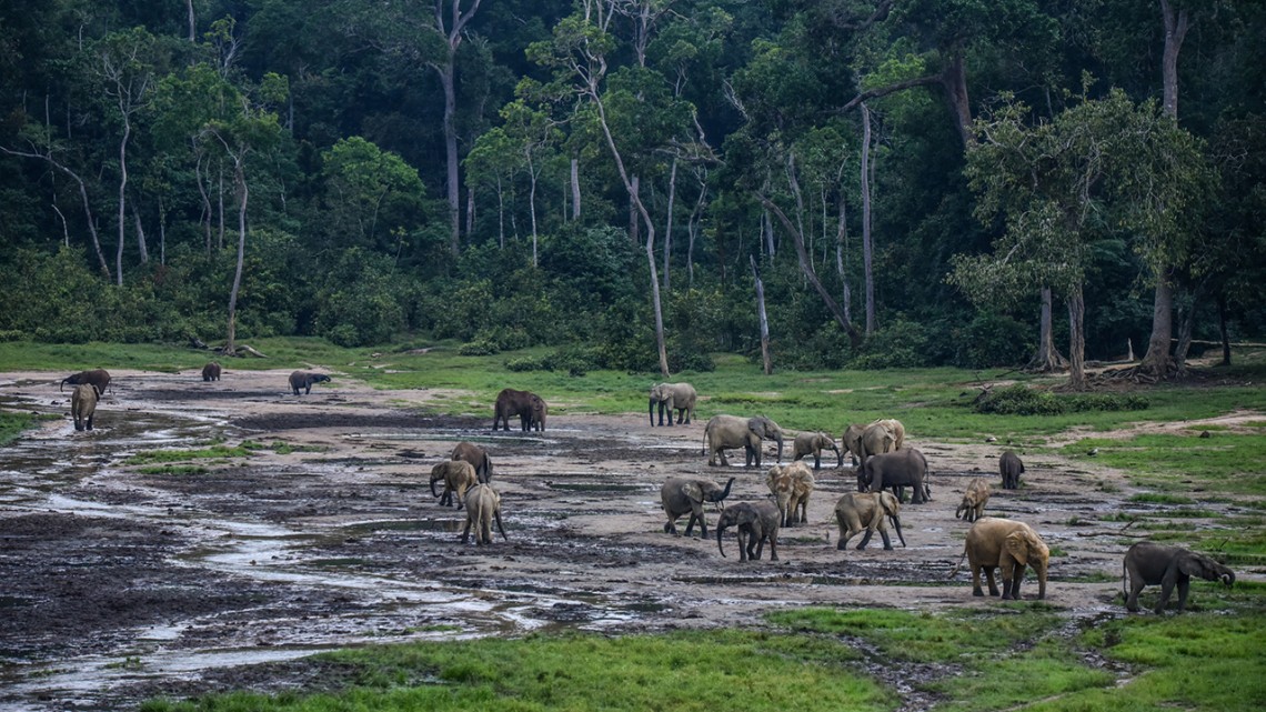 Elephants in the African forest