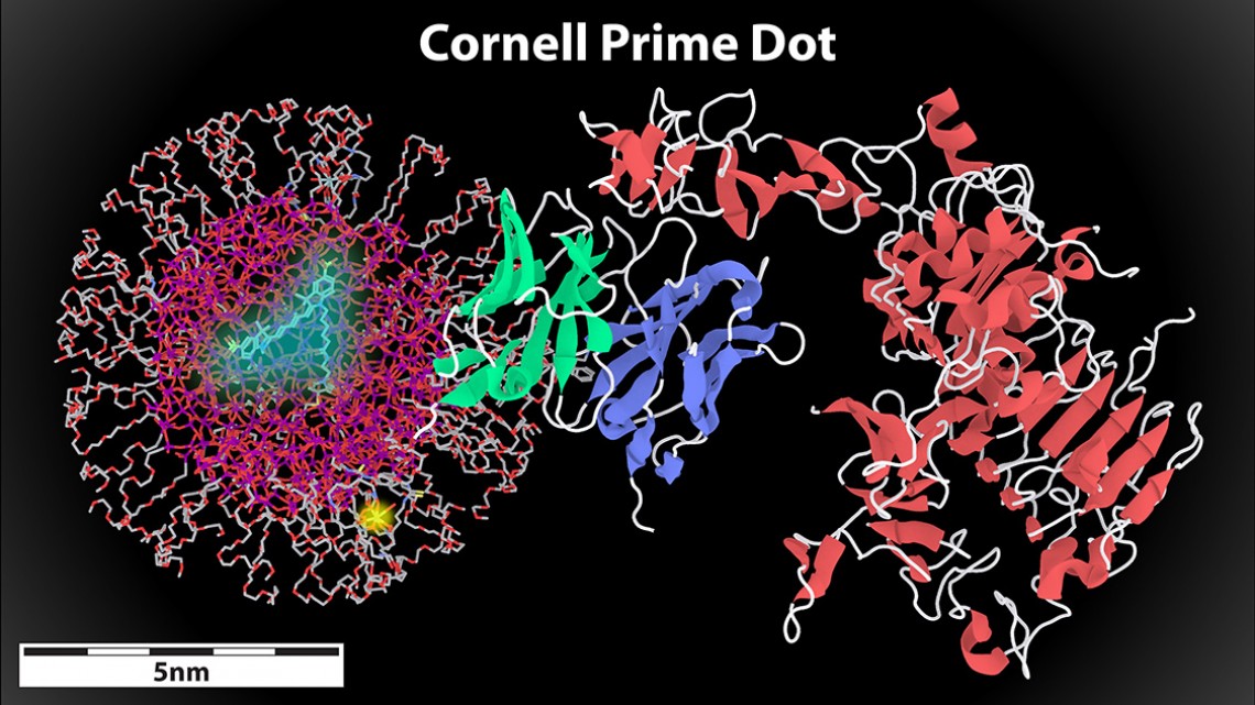 Cornell prime dot attached to antibody fragment binding to HER2 cancer cell receptor
