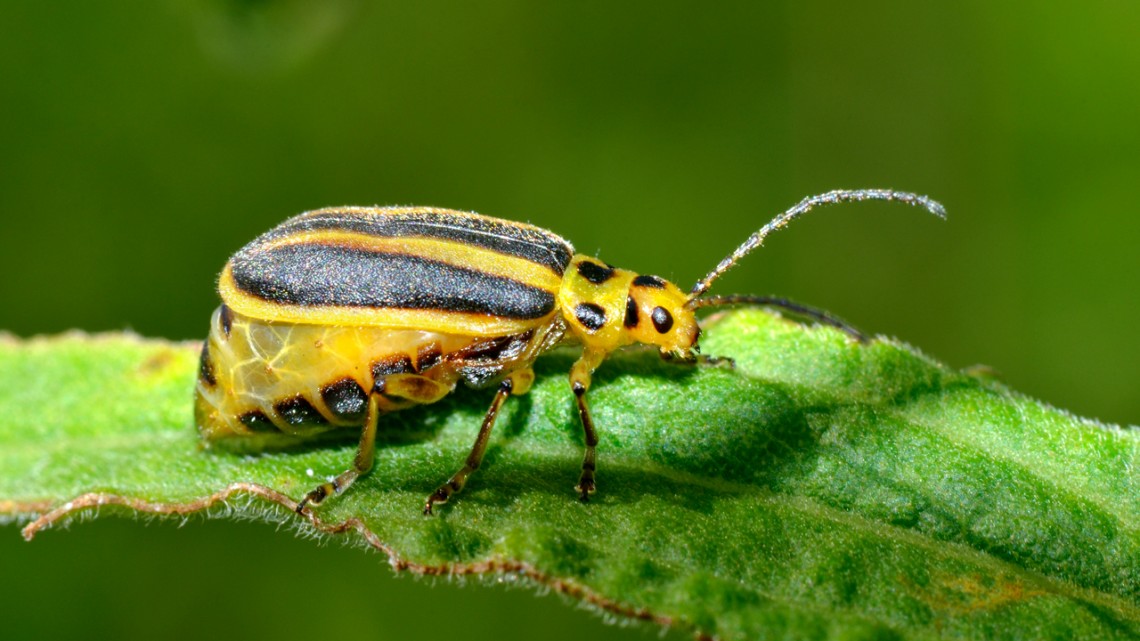 goldenrod leaf beetle