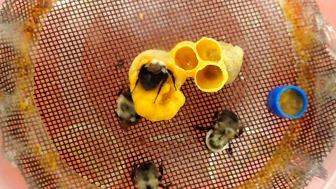 Bee micro colony
