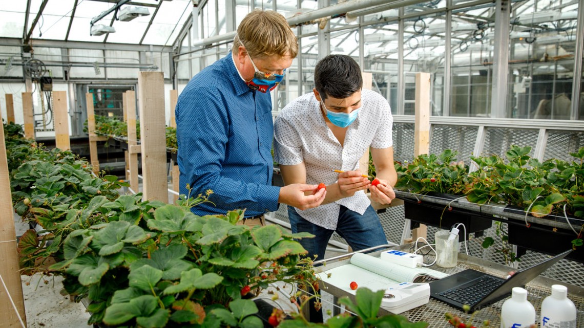 Neil Mattson working with Jonathan Allred to collect data from strawberries