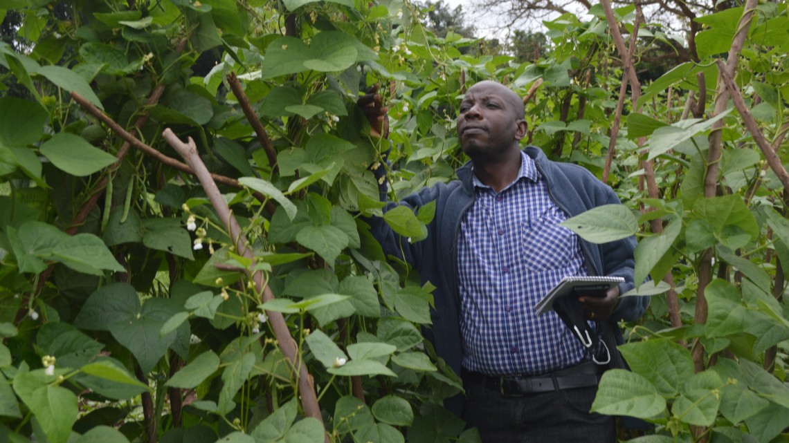 Stanley Nkalubo looks at tall bean vines