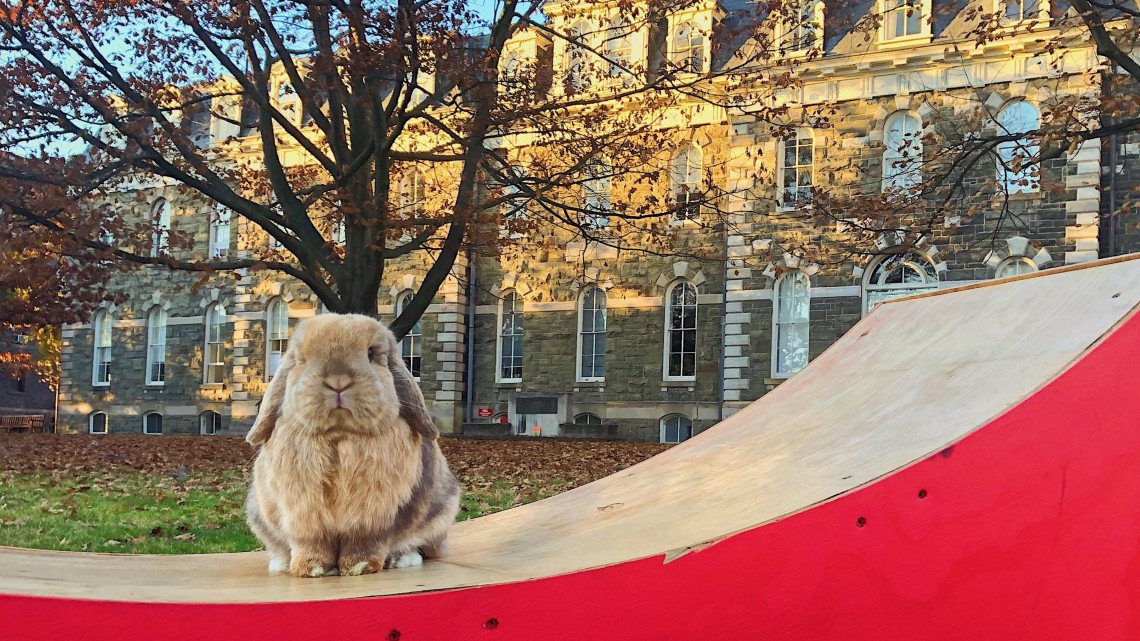 Finn the bunny on the Arts Quad.