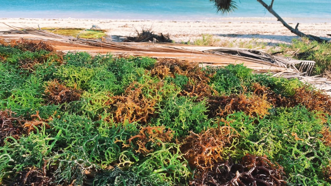 Seaweed lies in a bunch on a sandy beach.