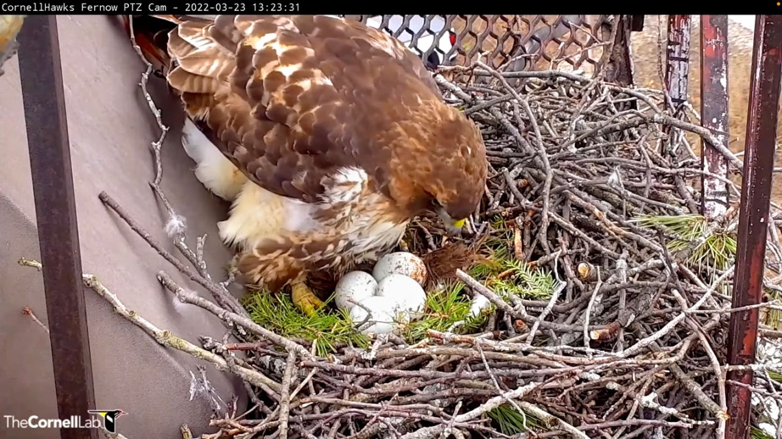 A hawk stands over eggs in her nest.