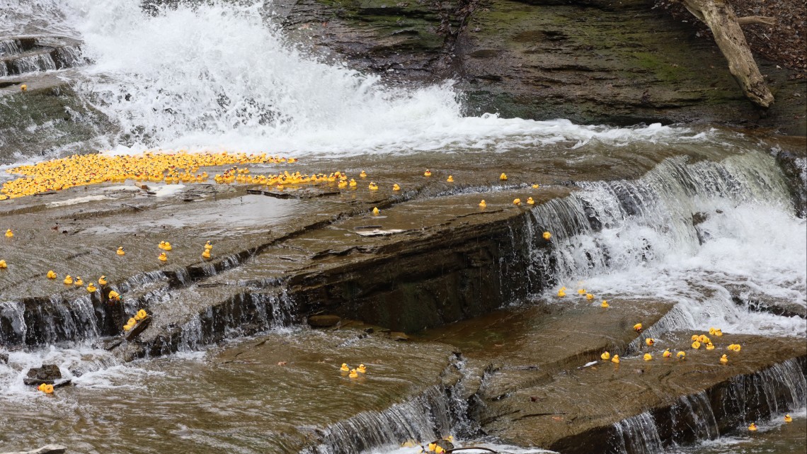 Rubber ducks floating down a waterfall