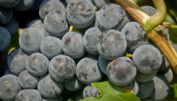 big, blue Everest Seedless grape