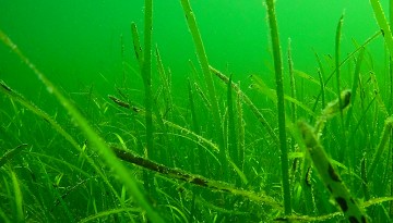 eelgrass