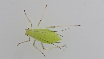 aphid