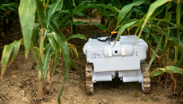 a TerraSentia robot moves between rows of corn