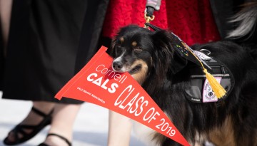 A dog carries a "Cornell CALS Class of 2019" pennant. 