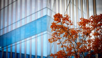 fall leaves outside CVM