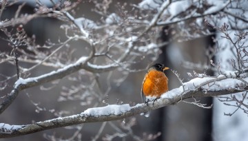 An American robin rests on a branch by McGraw Tower.