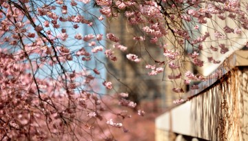 Cherry blossoms hang on the trees near Olin Library.