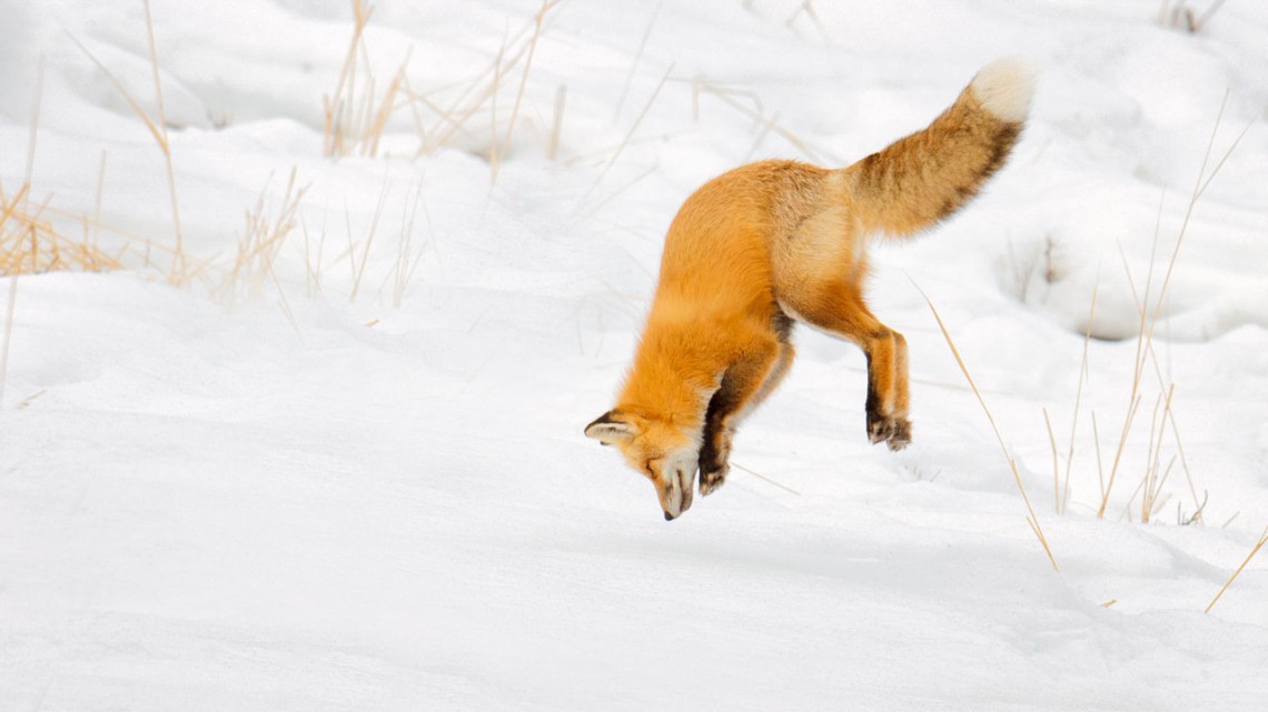 Fox dives into snow