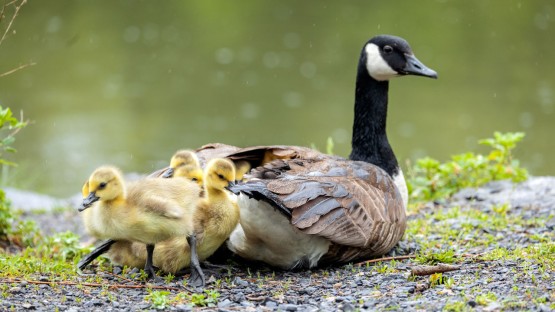 Goslings congregate with their mother by Beebe Lake.