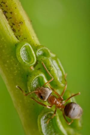 ant drinking nectar