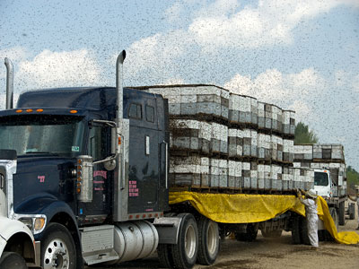 truckload of honeybees