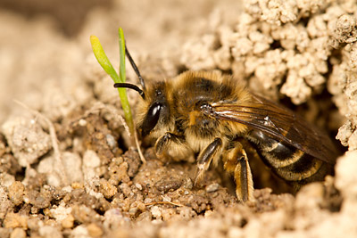 female cellophane bee