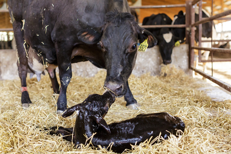 dairy cow nuzzles her newborn calf
